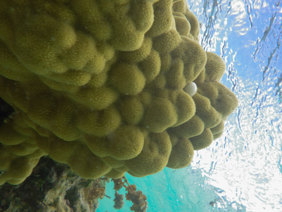 IMGP2001.jpg Sous l eau - Manihi - Copyright : See Otherwise 2012 - 2025