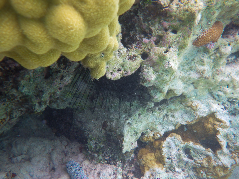 IMGP2002.jpg Sous l eau - Manihi - Copyright : See Otherwise 2012 - 2026