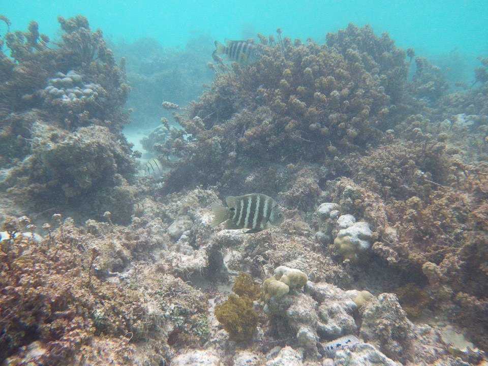 IMGP2012.jpg Sous l eau - Manihi - Copyright : See Otherwise 2012 - 2025