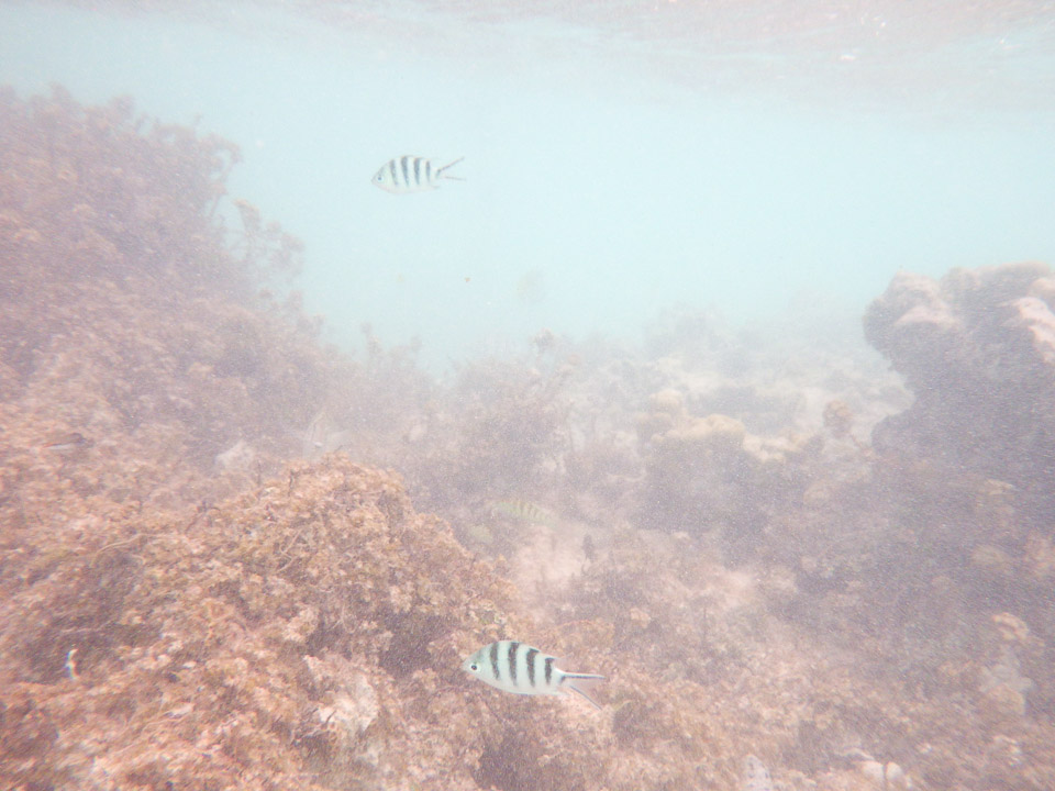 IMGP1863.jpg Sous l eau - Manihi - Copyright : See Otherwise 2012 - 2025
