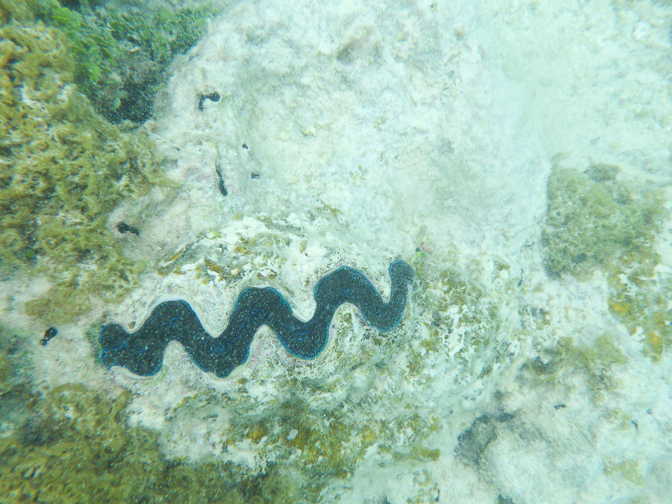 IMGP1904.jpg Sous l eau - Manihi - Copyright : See Otherwise 2012 - 2025