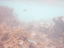Sous l eau - Manihi - Copyright : See Otherwise 2012 - 2025