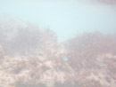 Sous l eau - Manihi - Copyright : See Otherwise 2012 - 2025