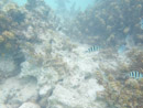 Sous l eau - Manihi - Copyright : See Otherwise 2012 - 2025