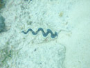 Sous l eau - Manihi - Copyright : See Otherwise 2012 - 2026