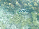 Sous l eau - Manihi - Copyright : See Otherwise 2012 - 2025