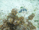 Sous l eau - Manihi - Copyright : See Otherwise 2012 - 2023