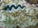 Sous l eau - Manihi - Copyright : See Otherwise 2012 - 2023