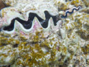 Sous l eau - Manihi - Copyright : See Otherwise 2012 - 2023