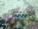Sous l eau - Manihi - Copyright : See Otherwise 2012 - 2023