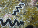 Sous l eau - Manihi - Copyright : See Otherwise 2012 - 2025