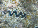 Sous l eau - Manihi - Copyright : See Otherwise 2012 - 2023