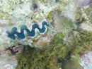 Sous l eau - Manihi - Copyright : See Otherwise 2012 - 2025