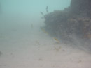 Sous l eau - Manihi - Copyright : See Otherwise 2012 - 2025