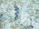 Sous l eau - Manihi - Copyright : See Otherwise 2012 - 2023