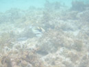 Sous l eau - Manihi - Copyright : See Otherwise 2012 - 2023