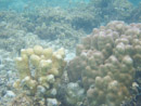 IMGP1931.jpg Sous l eau - Manihi - Copyright : See Otherwise 2012 - 2023