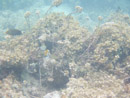 IMGP1935.jpg Sous l eau - Manihi - Copyright : See Otherwise 2012 - 2023