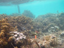 Sous l eau - Manihi - Copyright : See Otherwise 2012 - 2025