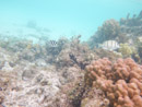 Sous l eau - Manihi - Copyright : See Otherwise 2012 - 2025