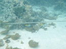 Sous l eau - Manihi - Copyright : See Otherwise 2012 - 2025