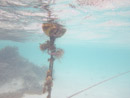 Sous l eau - Manihi - Copyright : See Otherwise 2012 - 2025