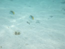 Sous l eau - Manihi - Copyright : See Otherwise 2012 - 2025