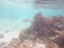 Sous l eau - Manihi - Copyright : See Otherwise 2012 - 2023