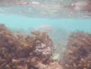 Sous l eau - Manihi - Copyright : See Otherwise 2012 - 2025