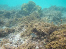 Sous l eau - Manihi - Copyright : See Otherwise 2012 - 2023
