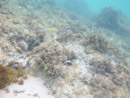 Sous l eau - Manihi - Copyright : See Otherwise 2012 - 2025