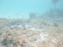 Sous l eau - Manihi - Copyright : See Otherwise 2012 - 2025