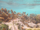 Sous l eau - Manihi - Copyright : See Otherwise 2012 - 2023
