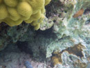 Sous l eau - Manihi - Copyright : See Otherwise 2012 - 2023