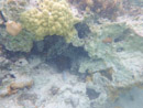Sous l eau - Manihi - Copyright : See Otherwise 2012 - 2025