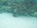 Sous l eau - Manihi - Copyright : See Otherwise 2012 - 2025