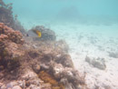IMGP2014.jpg Sous l eau - Manihi - Copyright : See Otherwise 2012 - 2023