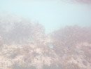 Sous l eau - Manihi - Copyright : See Otherwise 2012 - 2025
