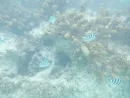 Sous l eau - Manihi - Copyright : See Otherwise 2012 - 2025