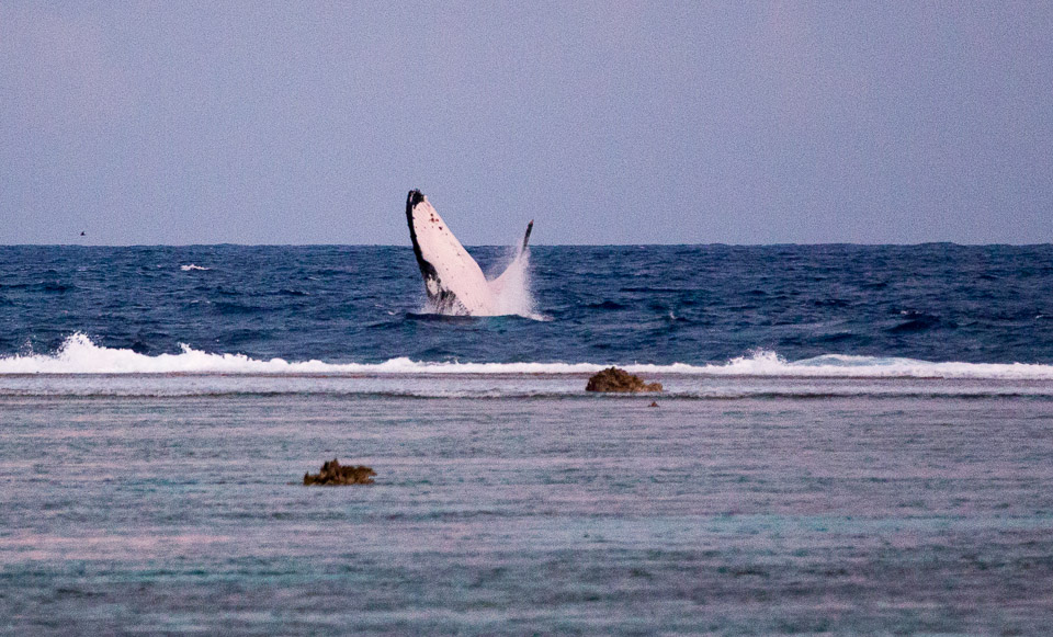 3L9A7757.jpg Sous l eau - Maupiti - Copyright : See Otherwise 2012 - 2025