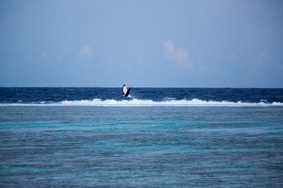 3L9A7798.jpg Sous l eau - Maupiti - Copyright : See Otherwise 2012 - 2025