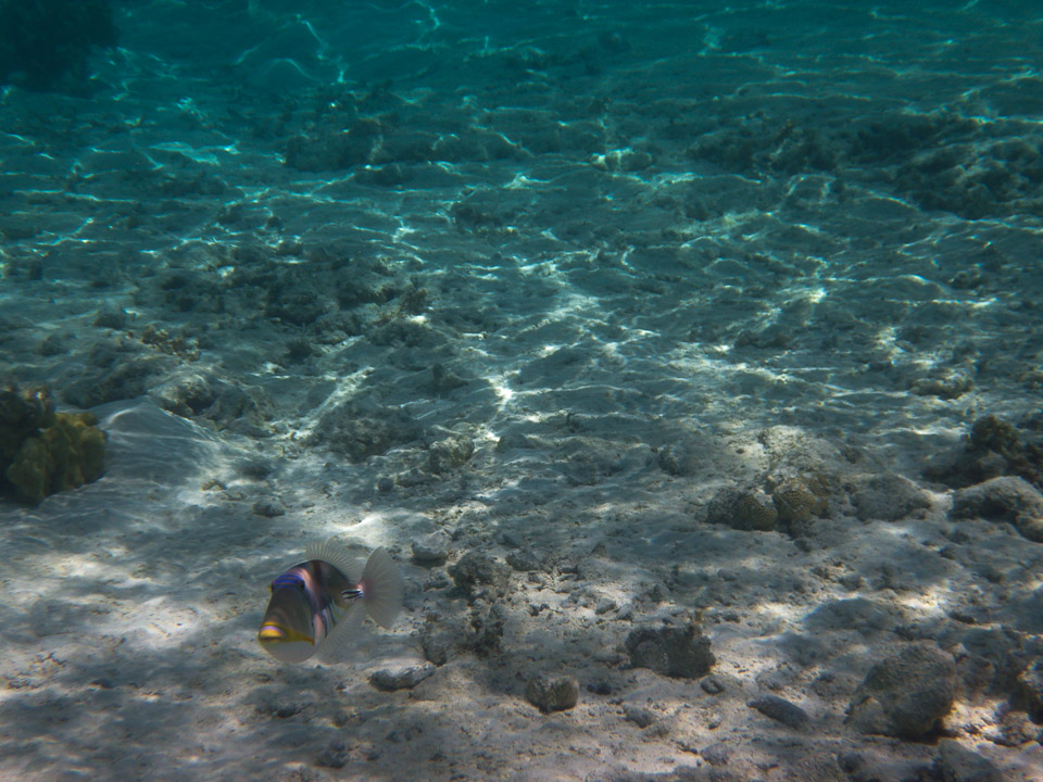 IMGP0699.jpg Sous l eau - Maupiti - Copyright : See Otherwise 2012 - 2025