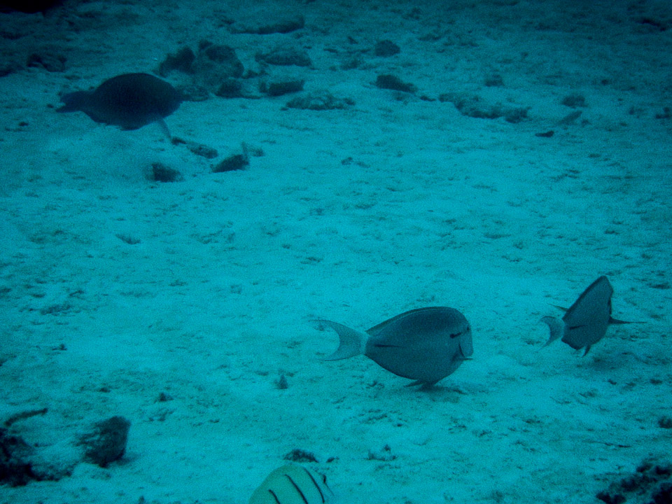 IMGP0867.jpg Sous l eau - Maupiti - Copyright : See Otherwise 2012 - 2025