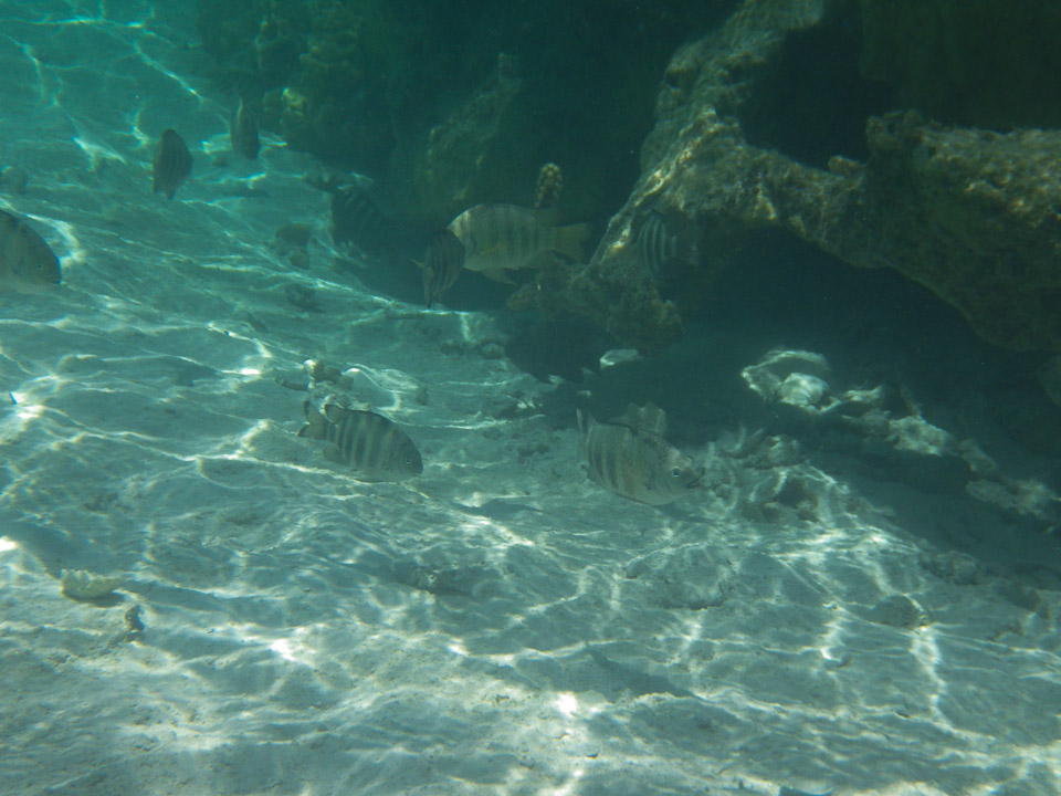IMGP0959.jpg Sous l eau - Maupiti - Copyright : See Otherwise 2012 - 2025