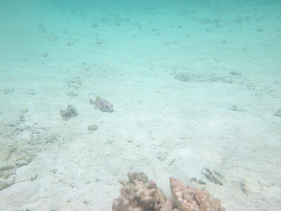 IMGP1018.jpg Sous l eau - Maupiti - Copyright : See Otherwise 2012 - 2025