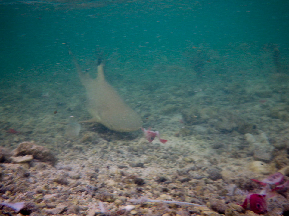 IMGP1065.jpg Sous l eau - Maupiti - Copyright : See Otherwise 2012 - 2025