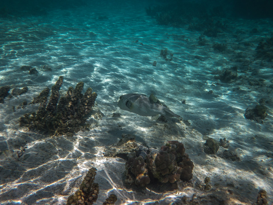 IMGP1092.jpg Sous l eau - Maupiti - Copyright : See Otherwise 2012 - 2025