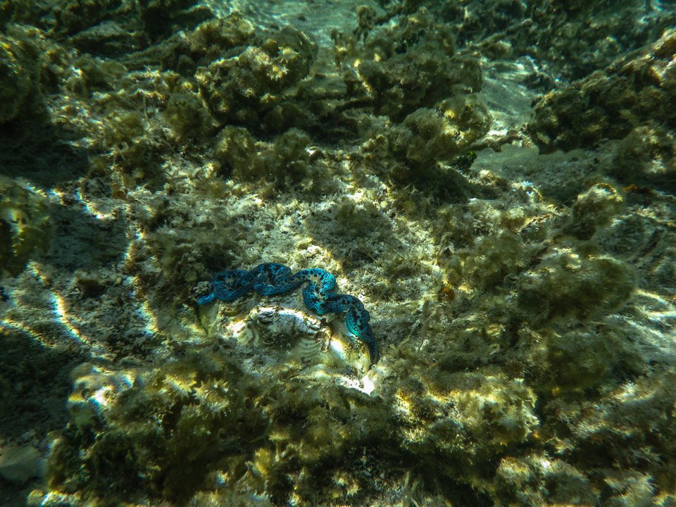 IMGP1101.jpg Sous l eau - Maupiti - Copyright : See Otherwise 2012 - 2025