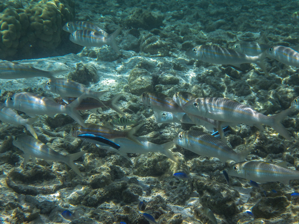 IMGP1109.jpg Sous l eau - Maupiti - Copyright : See Otherwise 2012 - 2025