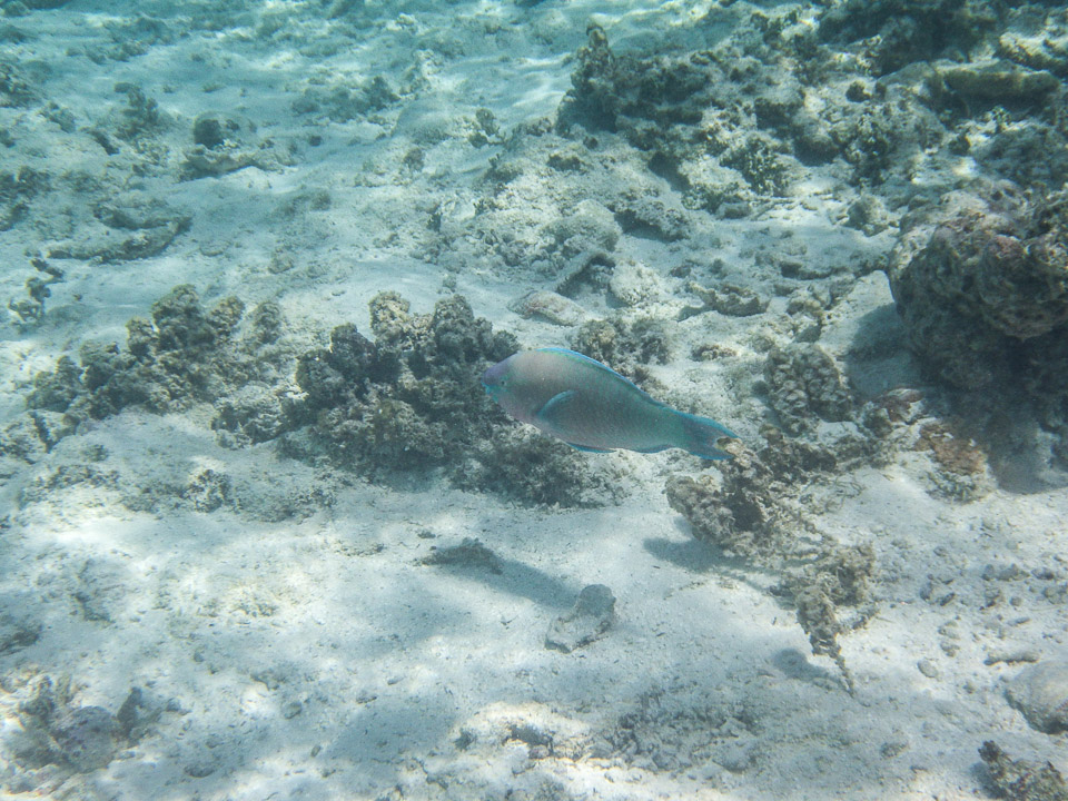 IMGP1133.jpg Sous l eau - Maupiti - Copyright : See Otherwise 2012 - 2025